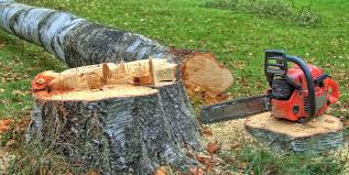 Best Emergency Tree Removal  in Avodo Heights, CA