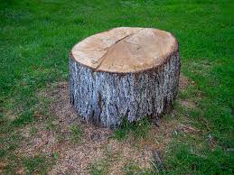 Best Tree Risk Assessment  in Avodo Heights, CA