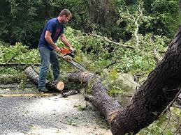 Avocado Heights, CA Tree Care Company