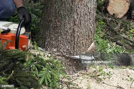 Best Tree Maintenance Programs  in Avodo Heights, CA