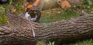 Best Root Management and Removal  in Avodo Heights, CA