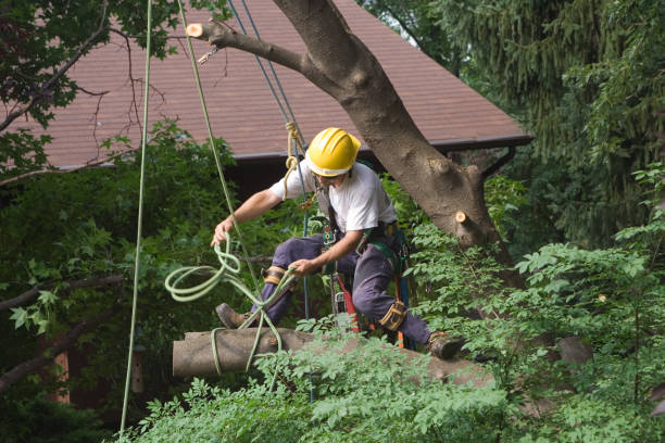 Best Fruit Tree Pruning  in Avodo Heights, CA