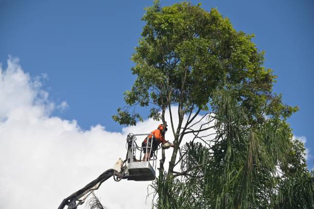 Best Tree Mulching  in Avodo Heights, CA