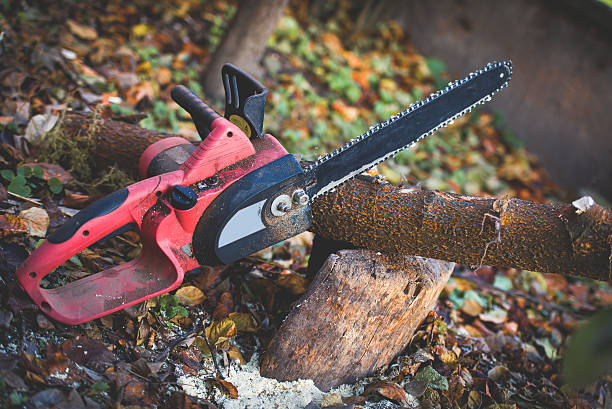 Best Tree and Shrub Care  in Avodo Heights, CA