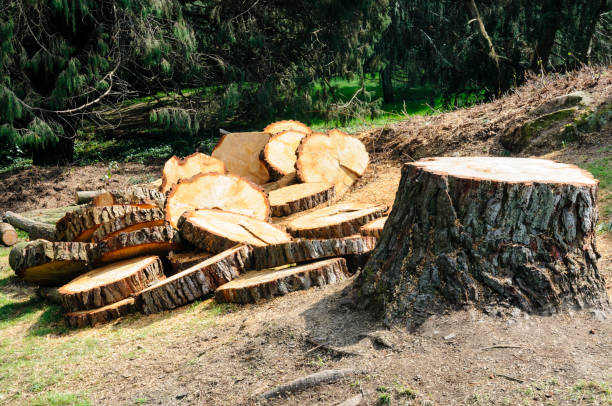 How Our Tree Care Process Works  in  Avocado Heights, CA